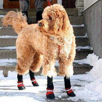 Botas protectoras para mascotas